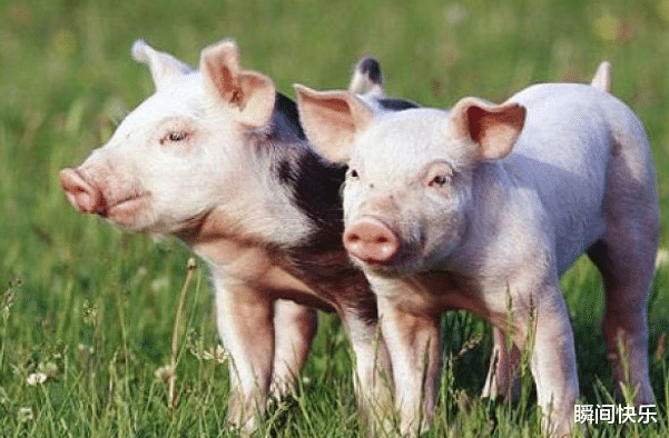 生肖|9月11日-9月22日，吉星高照，大运皆开，跳出困境，成功在即的生肖