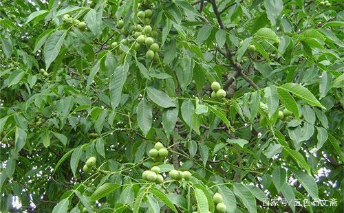 五色石文斋 乡土，因为有太多的章节而难以失忆