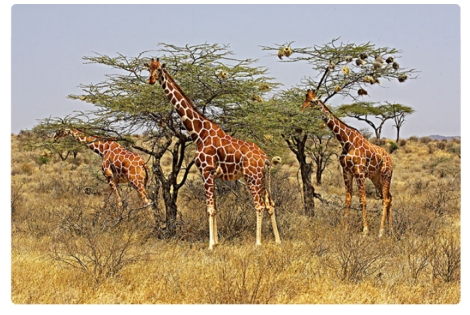 长颈鹿 濒危物种红色名录更新！两种动物备受关注，长劲鹿将要灭绝