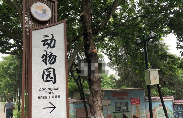 谋稻粱矣 安徽一饲养员亡命虎口,市民透露员工不给老虎肉吃,饿得不成样子