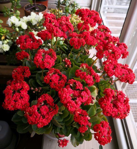 向阳园艺 长寿花不开花，抓紧追肥，多用肥，多晒太阳，肯定会爆开