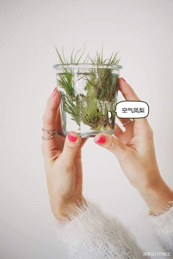 |桌上不摆花，放这9种遇水即活的绿植，装点了室内，养护也更省心