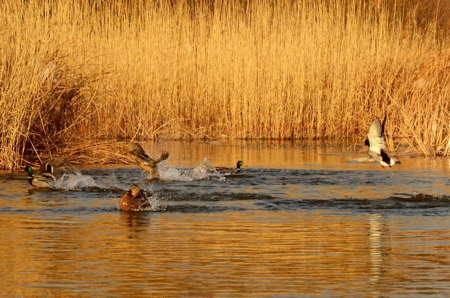 鲫鱼|不讲武德！邀兄弟去自留地钓鱼，弟炫耀鱼获，惨遭电工清河