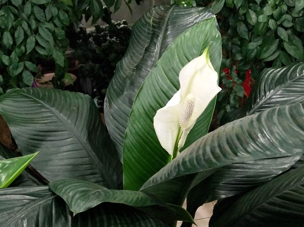 冬季室内干燥怎么办？养盆小型“加湿器”，空气清新又好看