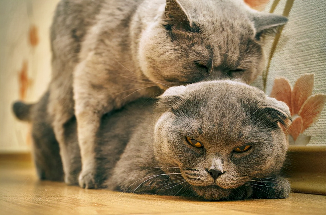 久见菌菌|母猫交配完成后,满地打滚、攻击公猫,为何穿上裤子就不认猫?