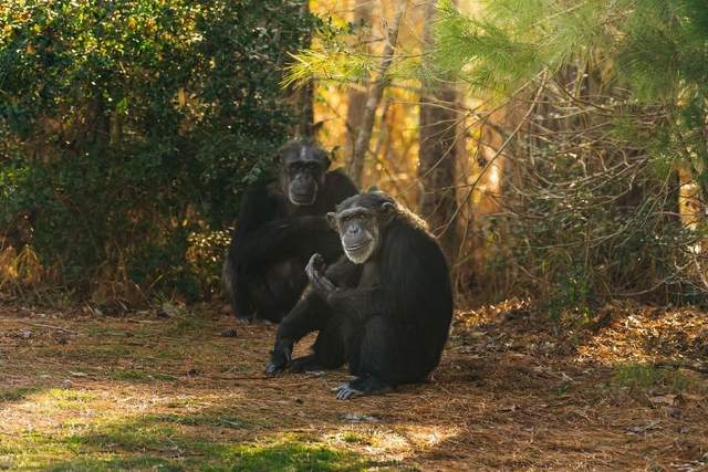 动物志|天生残疾的黑猩猩,被同伴照顾得很好,短暂的一生死而无憾