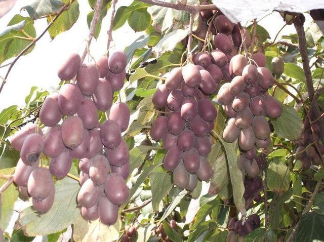 紫花地丁|若你家乡还有它们,请移植回家,价值很高,可遇不可求