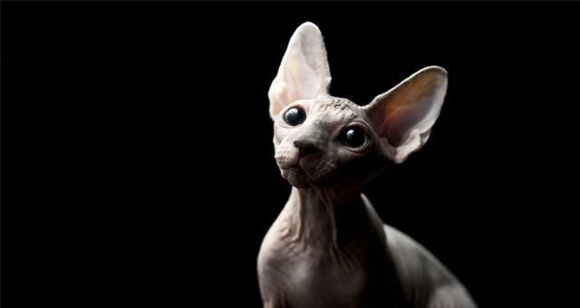 基因 人类不能近亲繁殖，为什么却让动物“回交”？这不违反伦理道德吗