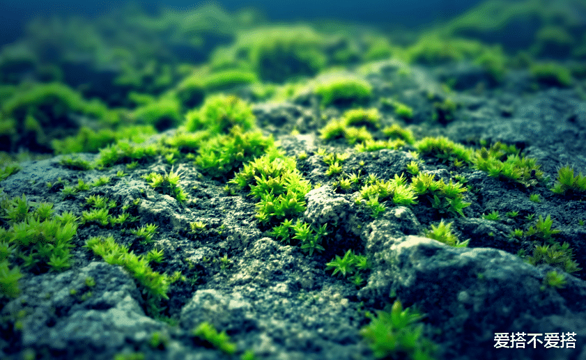 爱搭不爱搭|不在意付出,对待感情认真,爱意无穷的星座