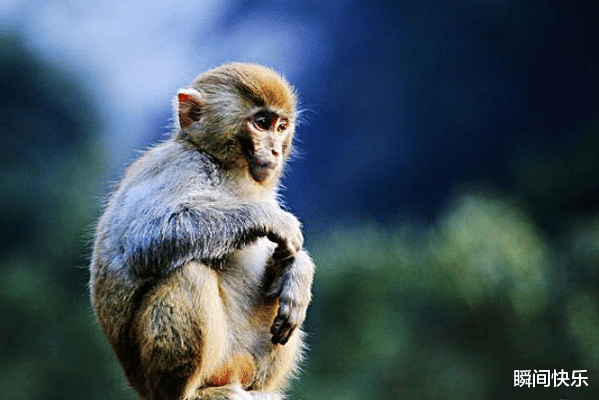 瞬间快乐|7月15日-7月21日,属猴、属羊、属猪运势攻略,厚积薄发,鲤跃龙门