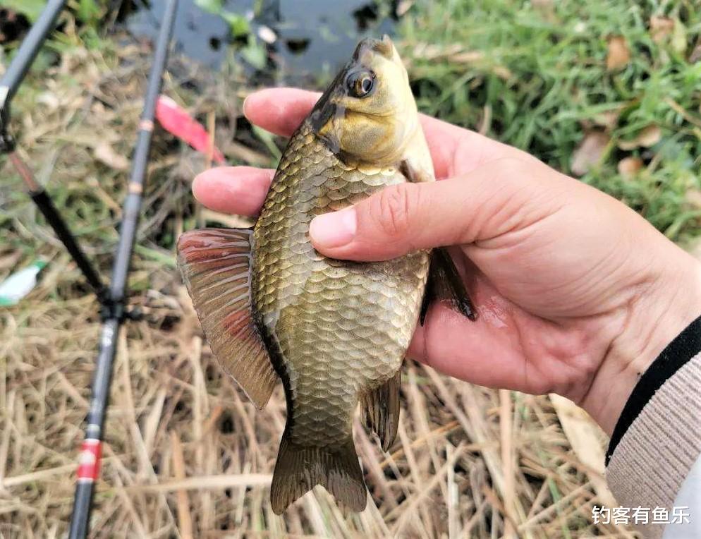 饵料|红虫是寄生虫不能钓鱼?冬季这样用红虫作钓,渔获翻番