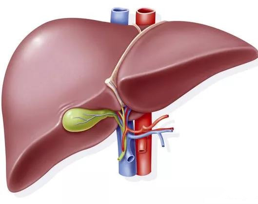 肝脏|女人肝好,手有4个标志!