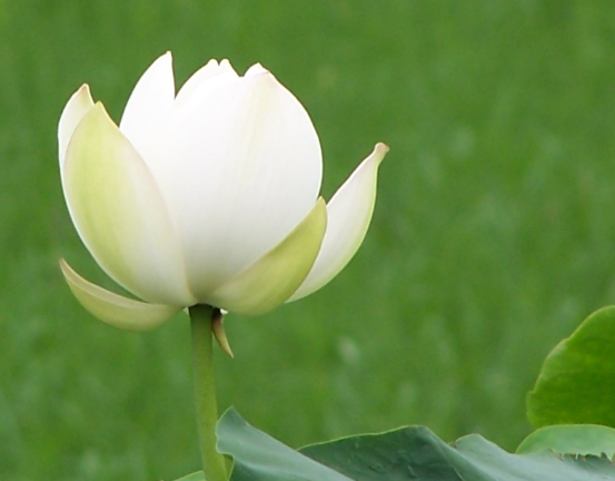 星临天下|未来一个月，霉运散好运来，4属相桃花旺盛，爱情甜蜜蜜