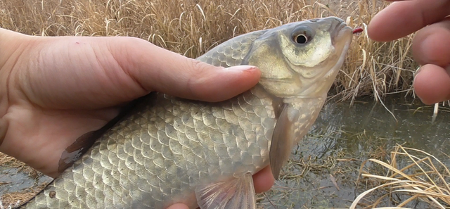 |打窝一会儿鱼就散了，试试这个“土办法”，有效提升聚鱼效果