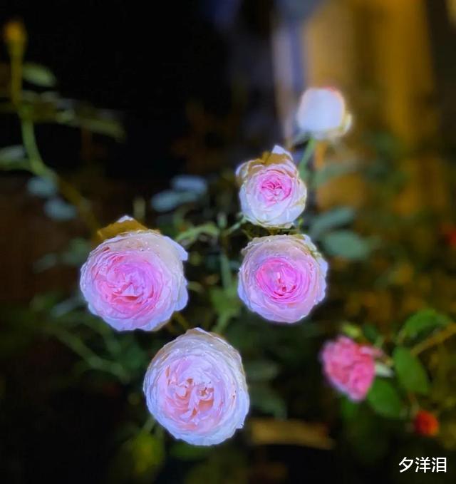 剩女|30岁剩女告白“我交6个男朋友,但我真不是渣女,找老公有错吗”