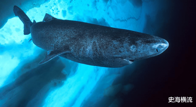 鲨鱼 活到156岁才可交配，因太懒为了吃饱饭，它们献祭了自己眼睛