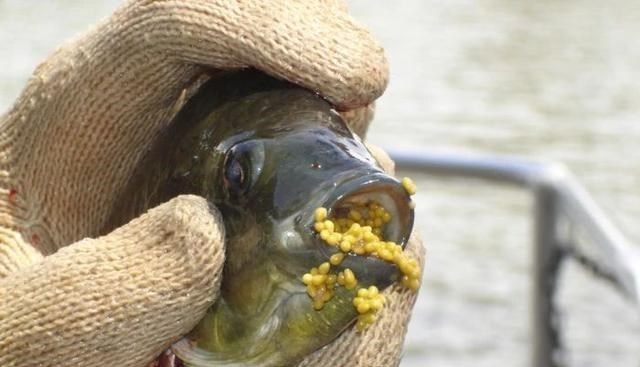 |福建一男子钓上漂亮小鱼，嘴里全是鱼仔，网友：手下留情，别放！