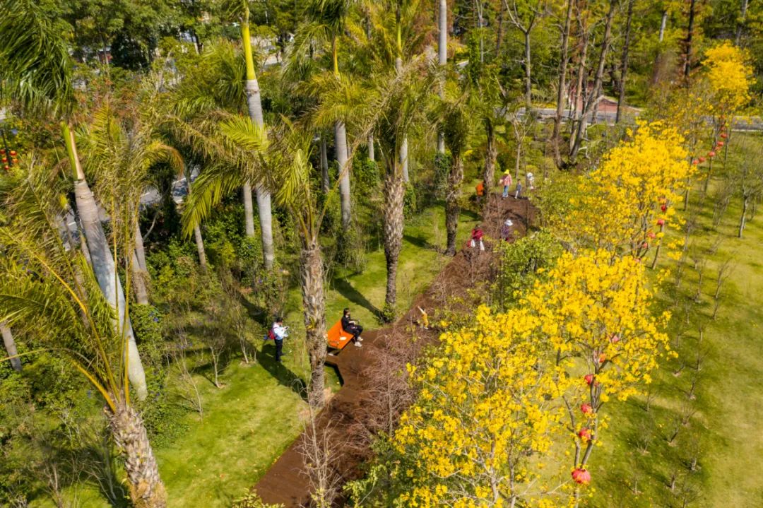业主交流 太靓啦!珠海满城遍地“小黄花”!快快约起来!