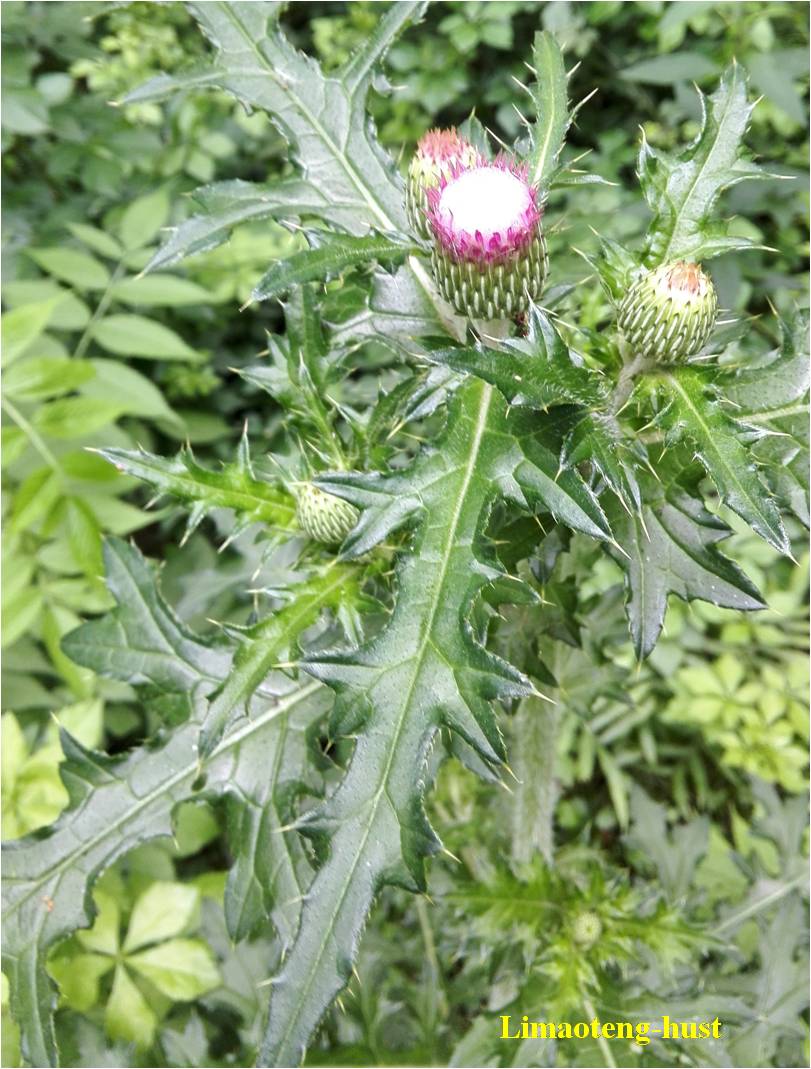 尿酸|看似草,其实是药