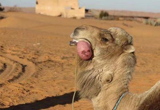 骆驼 骆驼的求爱方式有多特别？破坏了在人类心中的形象，可能会被吓跑