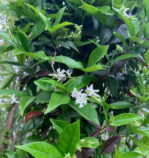 向阳园艺|开花很香的风车茉莉花，种在盆里也能爆开，阳台党必备花卉