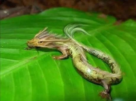 恐龙 三次坠龙事件，被传得神乎其神，到底是事实还是虚构？