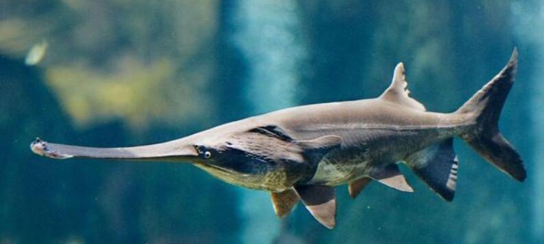 兔子 我们该如何拯救回溯鱼？人类发明了鱼梯，鱼却爬不上去