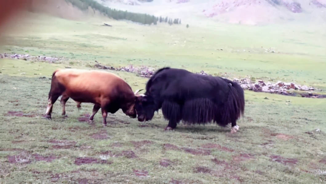 小楼不遇东风 十二生肖中,为何两两相冲,该如何化解?