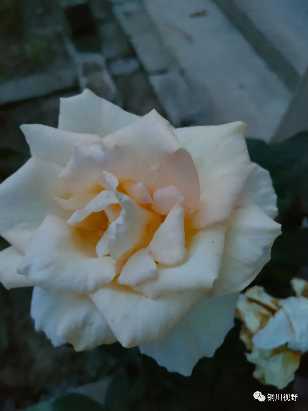 铜川周春辉 花花草草自己种，五月欣赏正当时