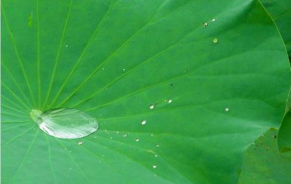 三伏天|伏天喝“三汤”,祛湿消暑,轻松度过三伏天