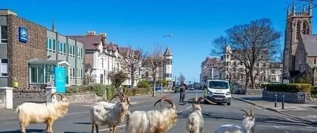 哺乳动物 如果现在人类突然消失，你觉得哪个物种会接管人类称霸地球？