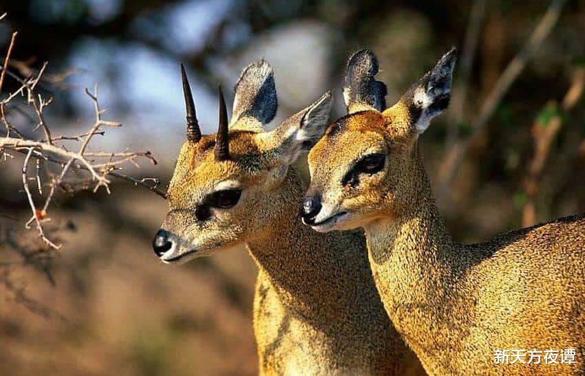 蚊子 世界上最呆萌的十种动物，谁才是萌主？