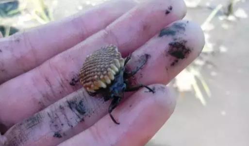 昆虫 河边长得像“金针菇”的植物，其实是一种昆虫，小心被别被咬了