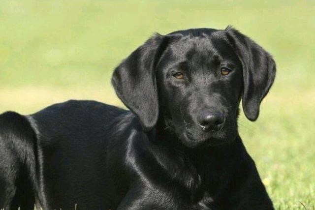 百哥曰|民间故事：寡妇救受伤黑狗，给黑狗喂肉吃，晚上寡妇房传来惨叫声