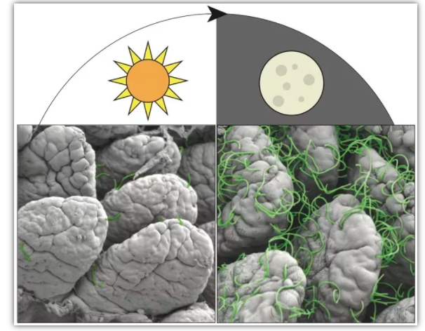 免疫系统|提高免疫力，免费又高效？医生建议：好好睡觉，比吃药更有效