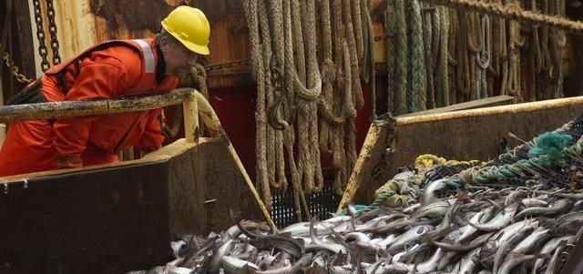 若珍|避开中国加工厂,“独占”明太鱼资源,俄罗斯在打什么算盘?