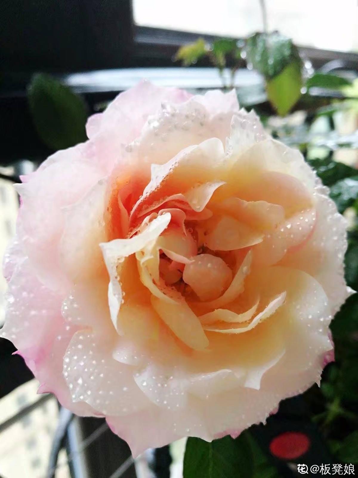 花百科|家里养了个变色花？月季变色了，4步教你解决