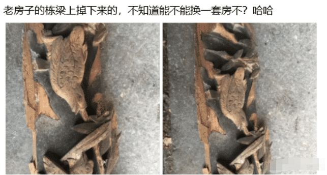 元气骑士|洗脚城男技师和女技师的区别在哪里?女的心中没有光了