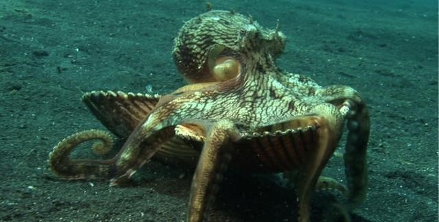 太空 章鱼有9个大脑能编辑基因，智商高到无法理解，为何没发展出文明