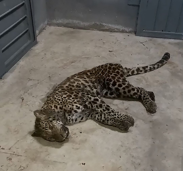 热点微评社 胆大欺天！杭州“豹子外逃”至少8天：谎言后“道歉”毫无价值！