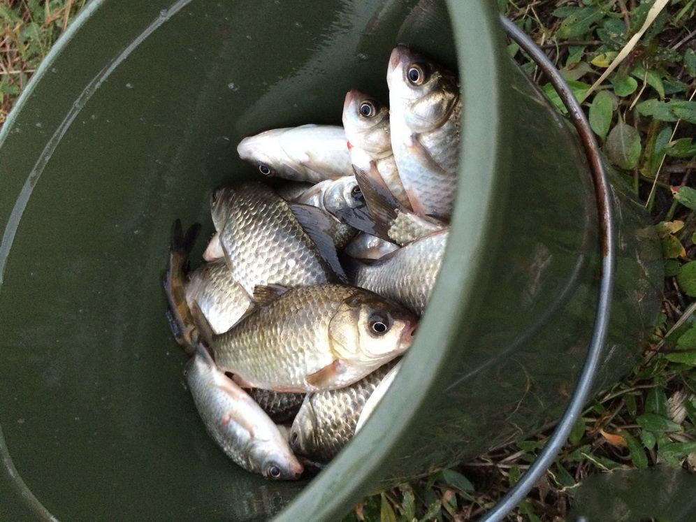 饵料|想冬钓？先搞明白，什么是六不钓