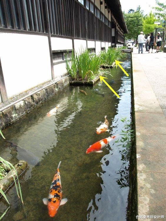 合肥李秀玲设计师 日本门前一排50公分宽的排水渠，里面清澈种花又养鱼，赏心悦目