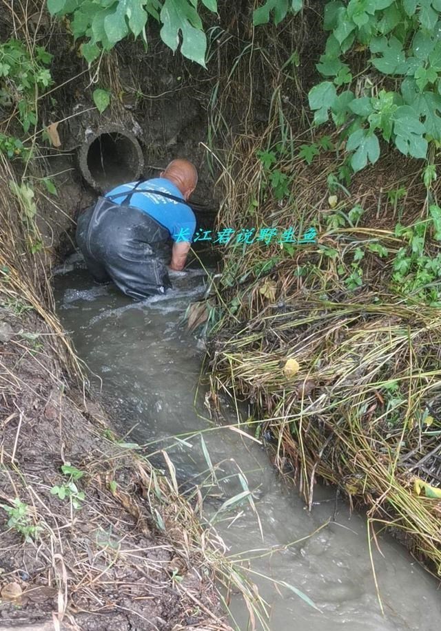 程凌云|江苏泰州，大雨后小水沟里野鱼泛滥，小伙：半天抓了十几斤