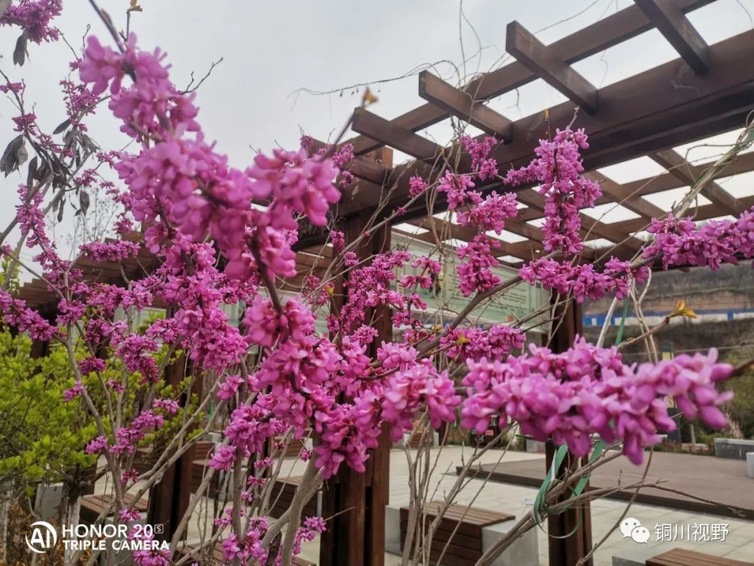 铜川周春辉 铜川王家河小公园的春天