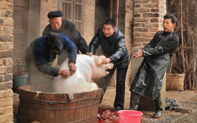 科学菌带你看世界 猪坚强挺过第13个512，寿命相当于人类100岁，汶川地震后逆天改命