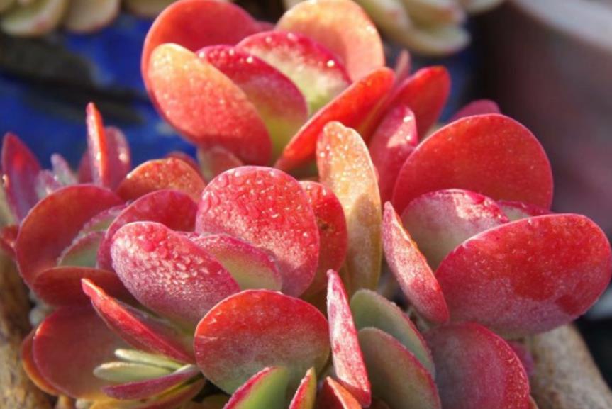 续约紫罗兰|多肉唐印换盆要注意时机,换完后叶片发软别慌,做好3点就能服盆