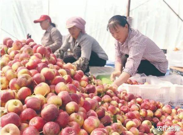 又到成熟季,往年低价难卖,如今却意外走红,一斤6元