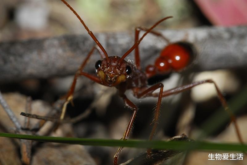 卫星 金秋野外游玩,昆虫叮咬要注意