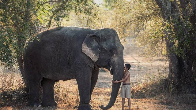 蛋白质 为什么偷猎者不取老死大象身上的象牙，而是选择健康的大象？