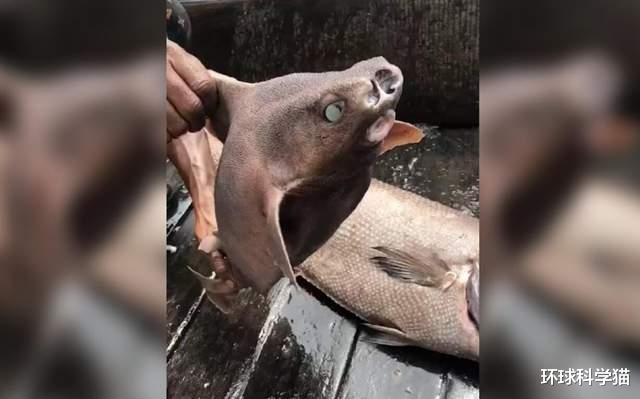 鲨鱼 意大利出现变异、“非地球”生物?猪脸、鲨鱼身!原来是尖背角鯊